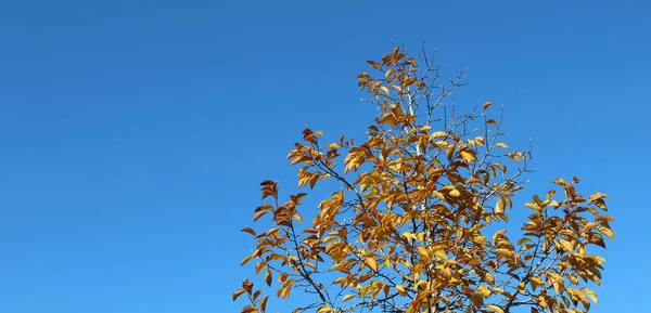 Feuilles Automne Rouge Jaune Orange Sur Table Bois — Photo