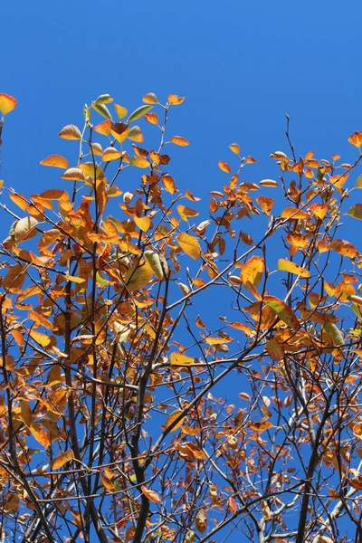Jesienny Czerwony Żółty Pomarańczowy Liście Drewnianym Stole — Zdjęcie stockowe