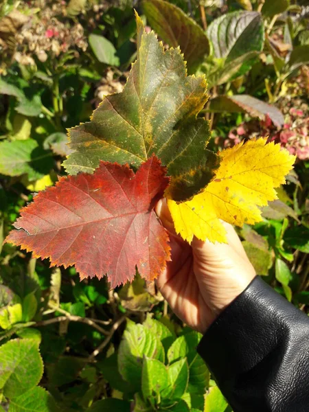 Folhas Vermelhas Amarelas Laranja Outono Nas Mãos Homem — Fotografia de Stock