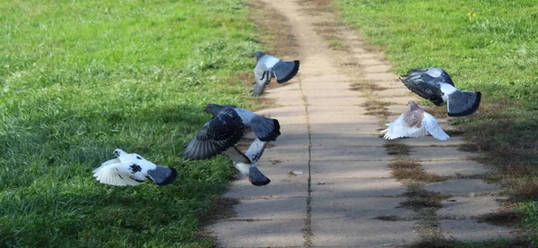 Pombos Voando Livremente Parque Outono — Fotografia de Stock