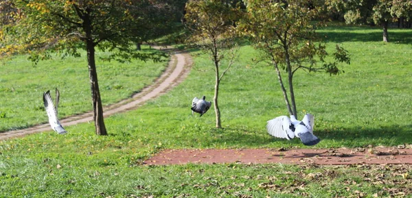 Осенью Голуби Свободно Летают Парке — стоковое фото