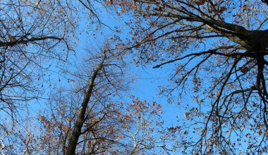 Kışın ağaçlarda yapraklar