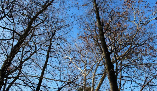 Bladeren Aan Bomen Winter — Stockfoto