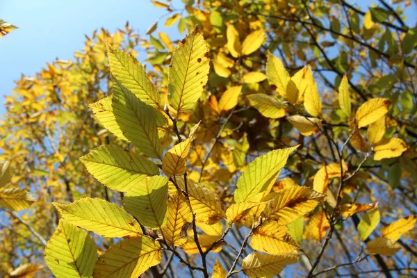 Folhas Amarelas Laranja Outono — Fotografia de Stock