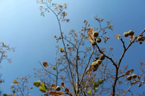 Yellow Orange Leaves Autumn — Stock Photo, Image