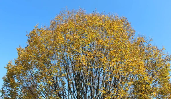 Sonbaharda Sarı Turuncu Yapraklar — Stok fotoğraf