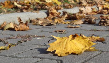 Sonbaharda yollarda sarı ve turuncu yapraklar