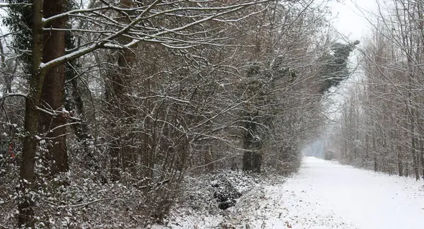 Avenida Arbolada Campo Bajo Nieve Invierno —  Fotos de Stock