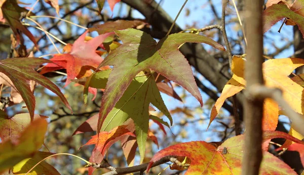 Foglie Rosse Gialle Arancioni Nel Parco Autunno — Foto Stock