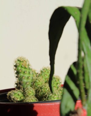 İlkbaharda bir bitkinin filizleri