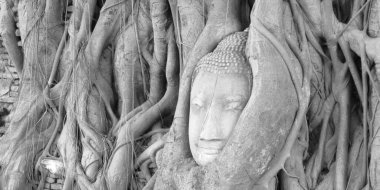 Buda ağaç köklerinde sıkıştı - din