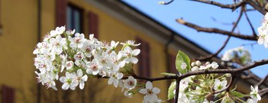 Beyaz şeftali baharda çiçek açar.