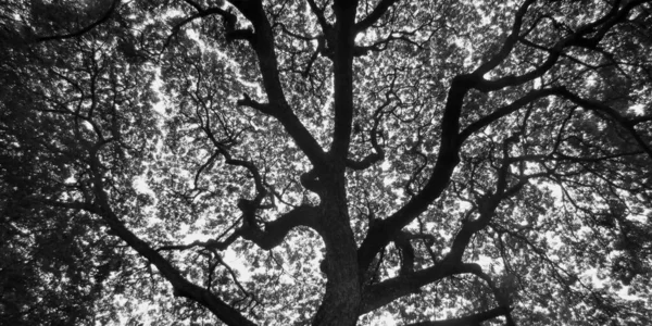 Filialer Det Kala Trädet Vintern — Stockfoto
