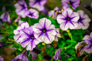 Bahçedeki güzel mor çiçekler