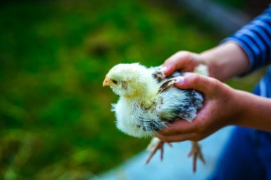 Küçük bir çocuğun ellerinde küçük bir tavuk