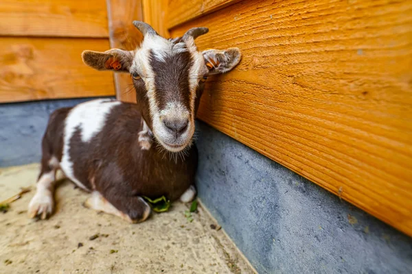 Mladá Hnědovlasá Koza Farmě — Stock fotografie