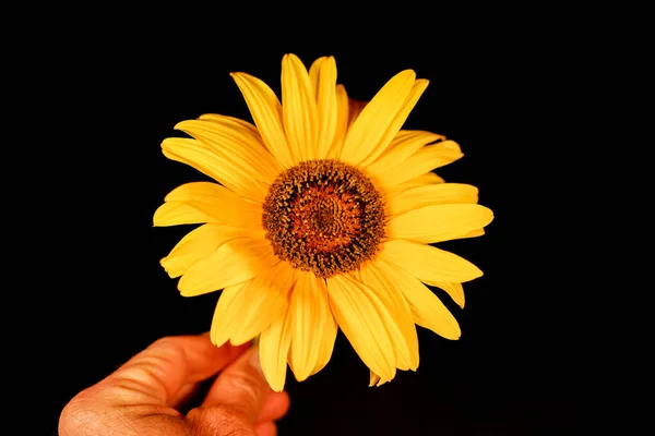 hand holding yellow sunflower on black background