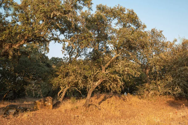 Acorn Trees Andalucía España — Foto de Stock