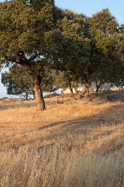 Acorn Trees Andalucía España — Foto de Stock