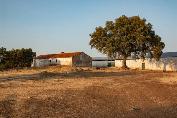 Criadero Ovejas Andalusia España — Foto de Stock