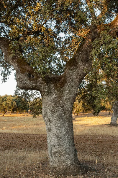 Holm Robles Los Campos Andalucía — Foto de Stock