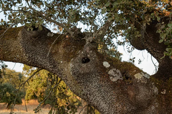 Tronco Árbol Con Una Hendidura Profunda — Foto de Stock