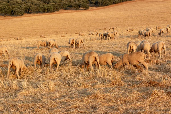 Sheep Grazing Fields Andalusia Golden Hour Sunset — Stock Photo, Image