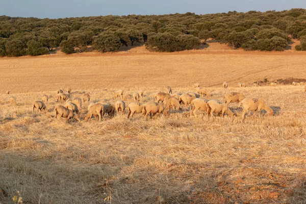 Ovejas Pastando Los Campos Andalucía Hora Dorada Del Atardecer — Foto de Stock