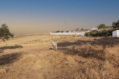 İspanya 'daki Cordoba dağlarının güzel çiftleri, tarlaları ve manzaraları. Fotoğraf Temmuz 'da çekilmiştir. Tarladaki at.