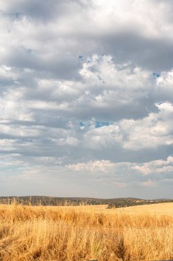 İspanya 'daki Cordoba dağlarının güzel çiftleri, tarlaları ve manzaraları. Fotoğraf Temmuz ayında çekildi..