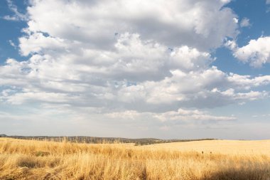 İspanya 'daki Cordoba dağlarının güzel çiftleri, tarlaları ve manzaraları. Fotoğraf Temmuz ayında çekildi..