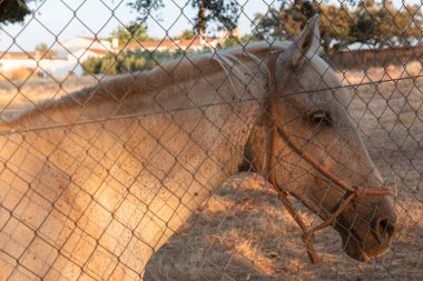 İspanya 'daki Cordoba dağlarının güzel çiftleri, tarlaları ve manzaraları. Fotoğraf Temmuz 'da çekilmiştir. Tarladaki at.