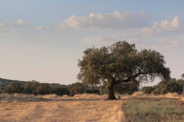 İspanya 'daki Cordoba dağlarının güzel çiftleri, tarlaları ve manzaraları. Fotoğraf Temmuz ayında çekildi..