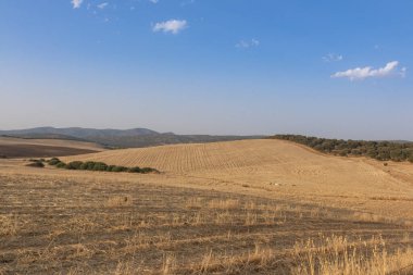 İspanya 'nın güney Endülüs bölgesinde koyun otlatma ve tahıl ekimi