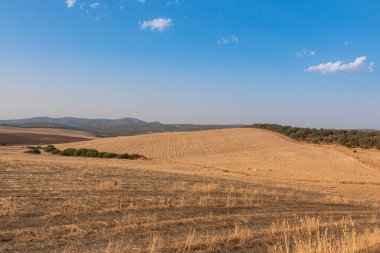 İspanya 'nın güney Endülüs bölgesinde koyun otlatma ve tahıl ekimi