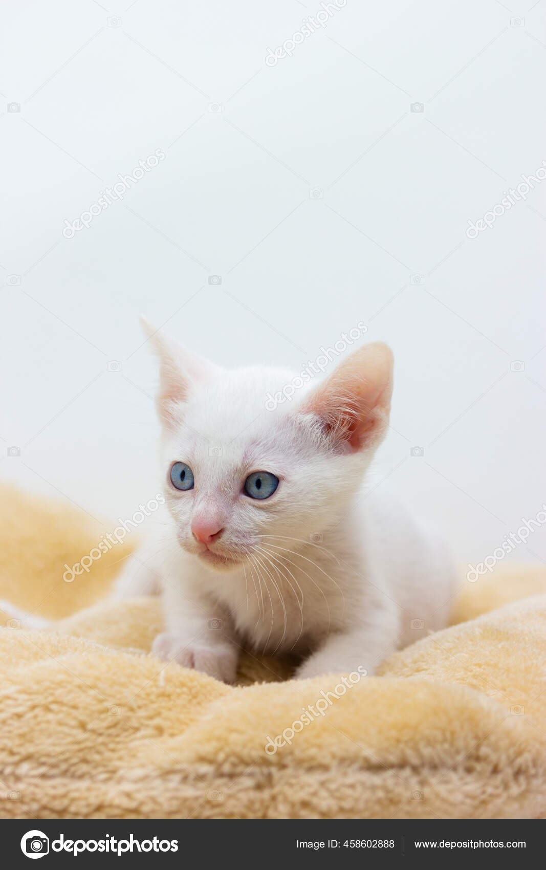 Gattini Bianchi Con Gli Occhi Azzurri Gattini Neri Khao Manee — Foto stock  di © loopneo #458602888, image size:1067x1700