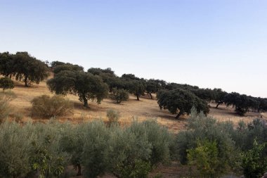 İspanya 'da Endülüs kırsalında manzara