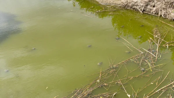 Tartarugas Espécies Invasoras Parque Natural Nos Arredores Cidade Barcelona Espanha — Fotografia de Stock