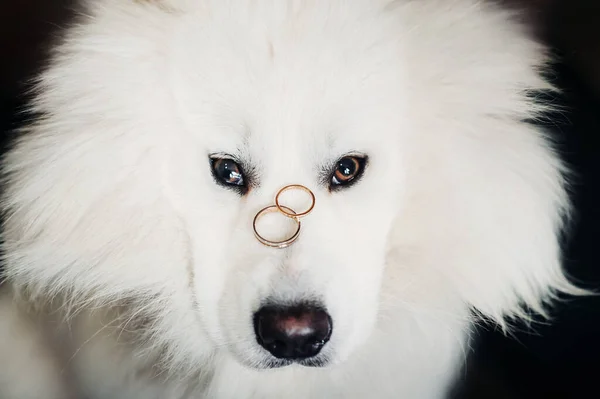 Zwei Eheringe Liegen Auf Der Nase Eines Großen Weißen Hundes — Stockfoto