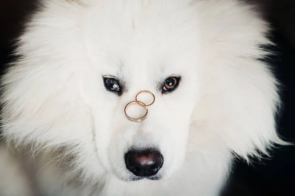 Två Vigselringar Ligger Näsan Stor Vit Hund — Stockfoto