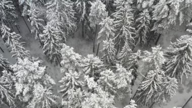 Kışın karla kaplı ağaçlarla kaplı kış ormanının tepesinden bak..