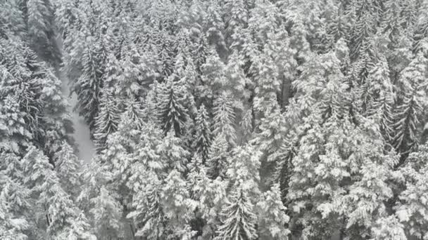 冬は雪に覆われた木々と冬の森の高さからの眺め — ストック動画