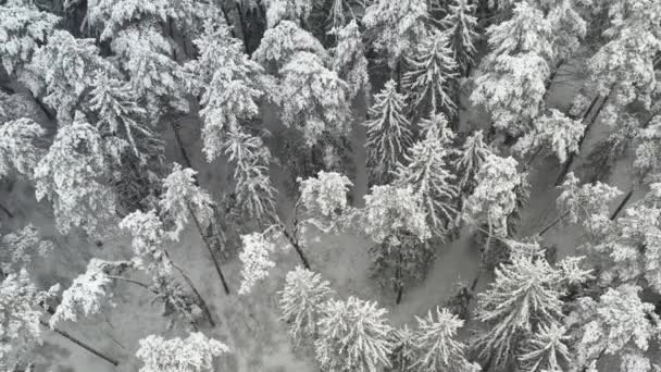 冬は雪に覆われた木々と冬の森の高さからの眺め — ストック動画