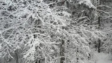 Kışın karla kaplı ağaçlarla kaplı kış ormanının tepesinden bak..