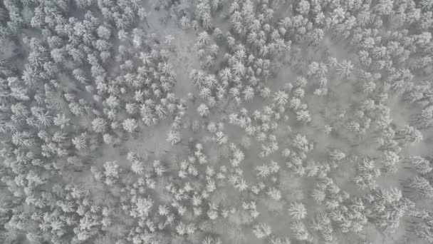 Kilátás Téli Erdő Magasságából Hófákkal Télen — Stock videók