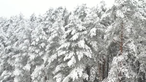 从冬季森林的高度看 冬季有积雪覆盖的树木 — 图库视频影像