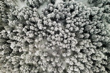 Kışın karla kaplı ağaçlarla kaplı kış ormanının tepesinden bak.