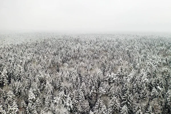 Widok Wysokości Zimowego Lasu Pokrytymi Śniegiem Drzewami Zimie — Zdjęcie stockowe