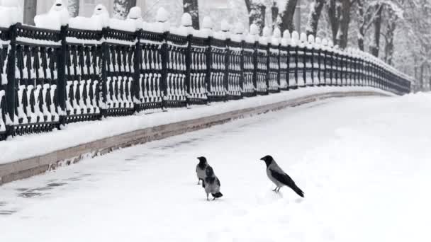 Птицы-сороки на улице зимнего города. Город в снегу и птицы — стоковое видео