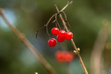 Matte red viburnum meyveleri donuk bir kış gününde ağaç dallarına asılır..